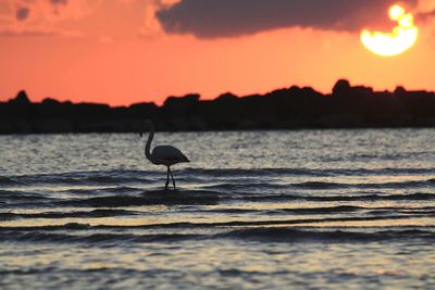 Bird on beach against sky during sunset