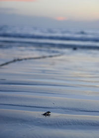 Close-up of bird on beach against sky