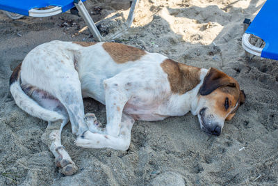 High angle view of dog sleeping on sand