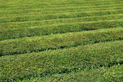 Scenic view of grassy field