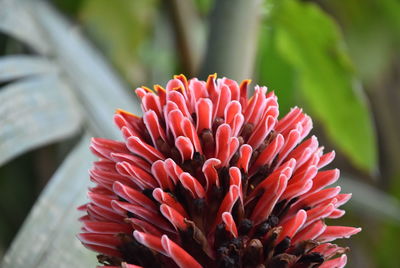 Close-up of pink flower