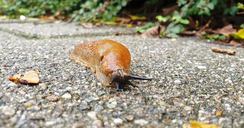 Close-up of snail on land