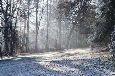 Road amidst trees in forest during winter