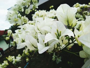 Close-up of white flowers blooming outdoors