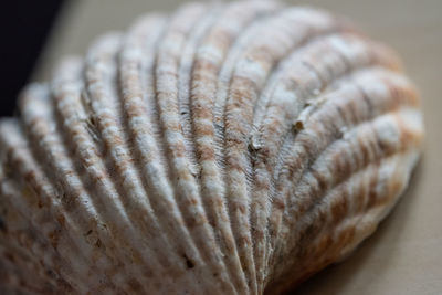 High angle view of seashell on table