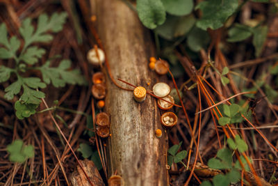 Close-up of mushroom growing on field