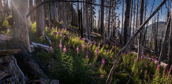 Purple flowering plants by trees in forest