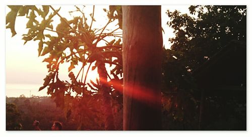 Close-up of tree during sunset