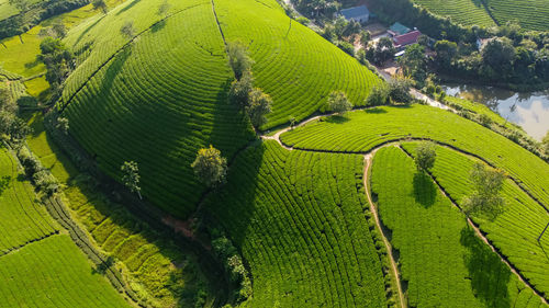  tea hills, farmers collecting tea agricultural fields at long coc, tan son, phu tho, vietnam