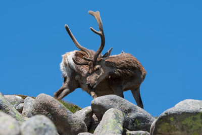 Low angle view of deer on rock against blue sky
