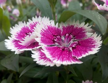 Close-up of pink flowers blooming outdoors