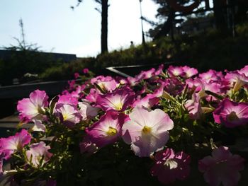 Close-up of fresh purple flowers blooming against sky