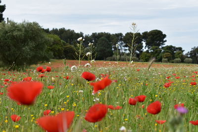 Red poppy flowers growing on field