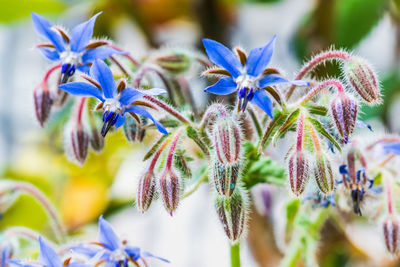 Close-up of purple flowering plants