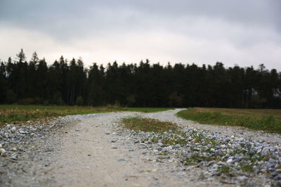 Surface level of road along trees