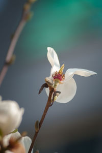 Magnolia flower