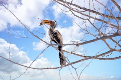 Low angle view of bird perching on tree