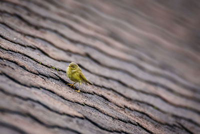 Close-up of a bird