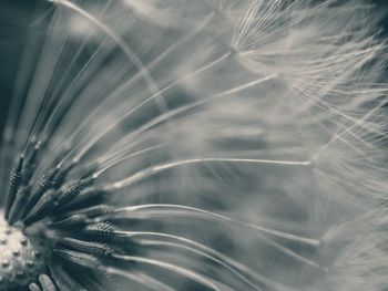 Close-up of plant against white background