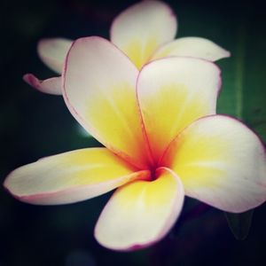 Close-up of white flower