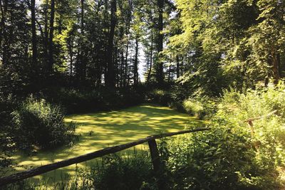 Trees in forest