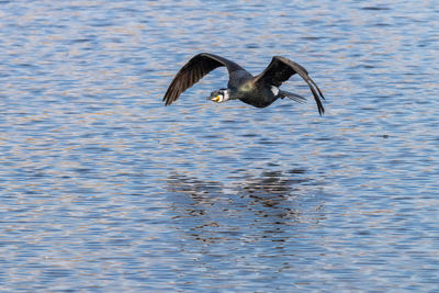 View of birds flying over lake