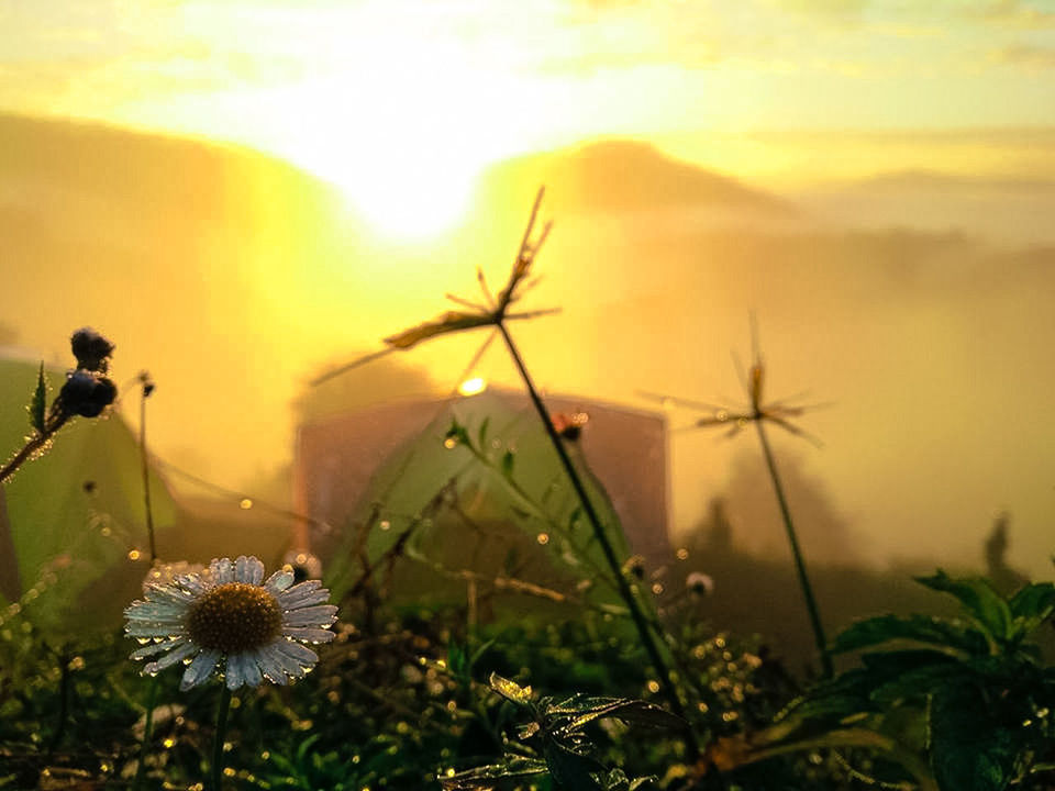 CLOSE-UP OF YELLOW FLOWERING PLANTS DURING SUNSET