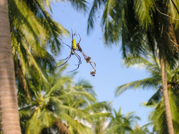 A golden orb spider in thailand