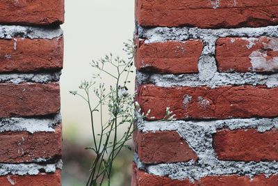 Flower on brick wall