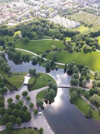 High angle view of lush foliage