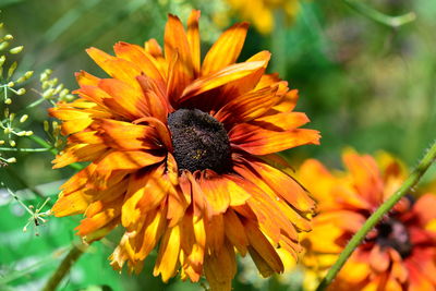 Close-up of butterfly pollinating on flower