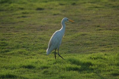 Close-up of bird on field