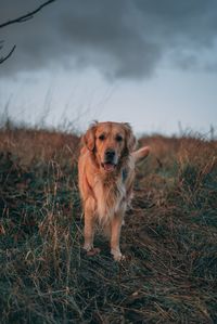 Portrait of dog on field