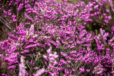 Close-up of pink flowering plants on field