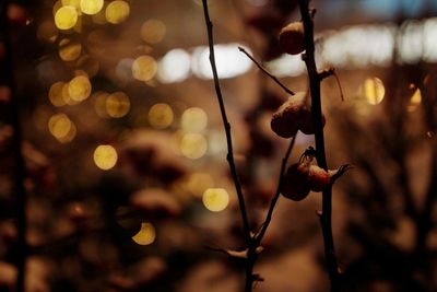 Close-up of berries growing on tree