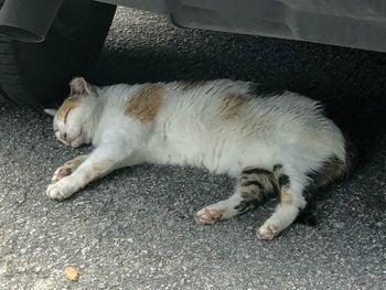 Cat sleeping in a street