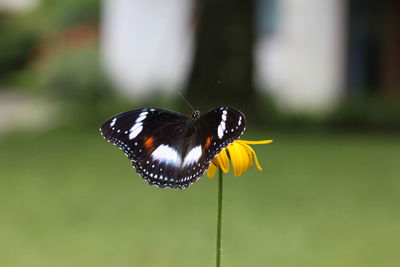 Close-up of butterfly pollinating on flower