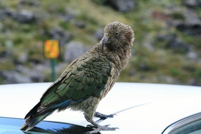 Close-up of kea perching on car roof