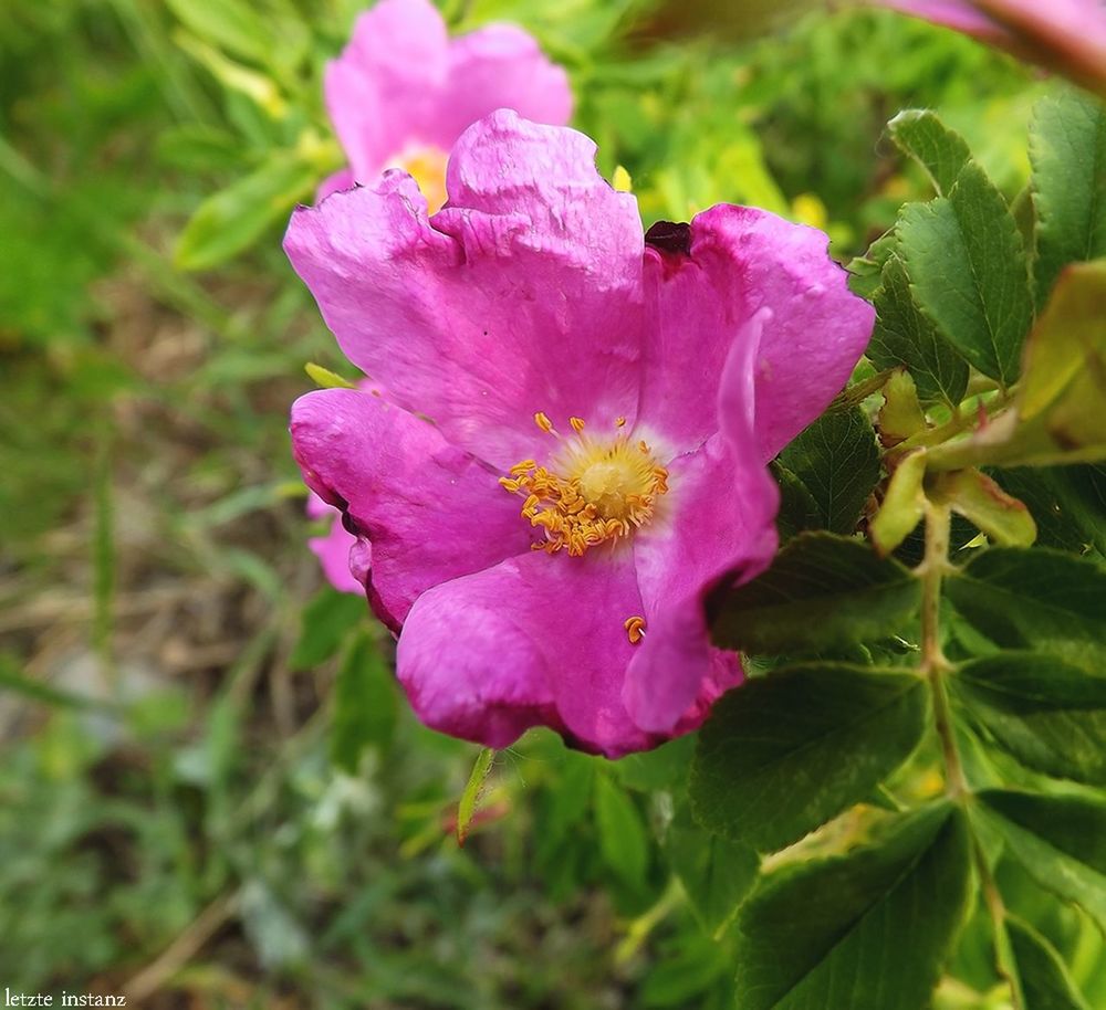 CLOSE-UP OF PINK FLOWER