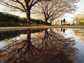 Reflection of bare trees in river