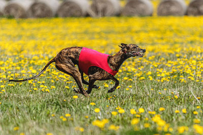 Dog running on field