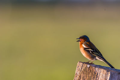 Close-up of songbird perching on wooden post