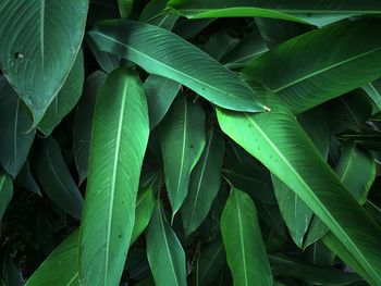 Full frame shot of fresh green leaves