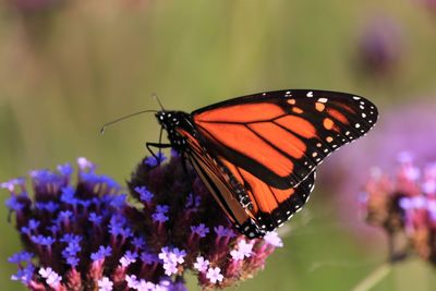 Close-up of butterfly pollinating on purple flower