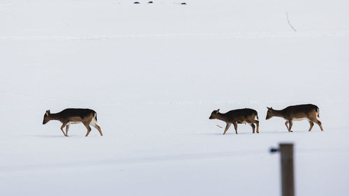 Horses on snow covered field