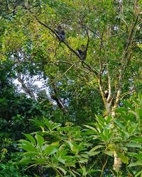 Low angle view of bird perching on a tree