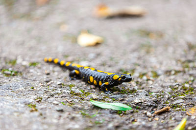 Close-up of salamander on leaf