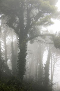 Sunlight streaming through trees in forest