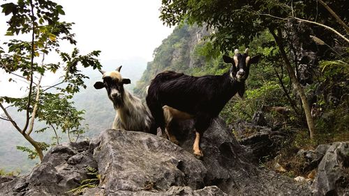View of two dogs on rock