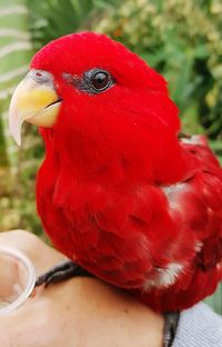 Close-up of parrot perching on branch